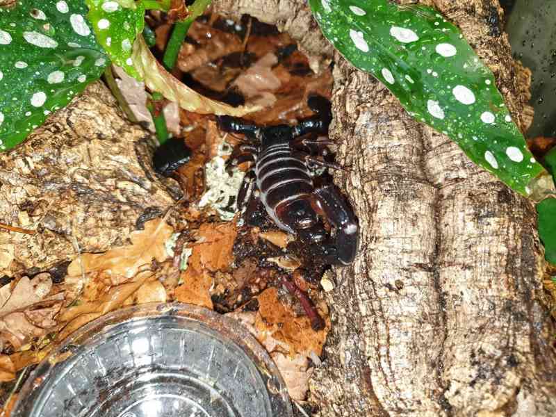 Pandinus imperator Štíři - foto 7
