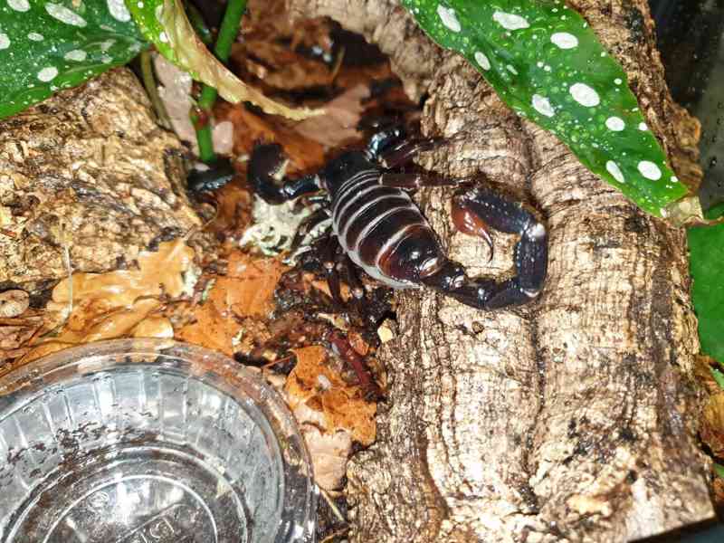 Pandinus imperator Štíři - foto 6