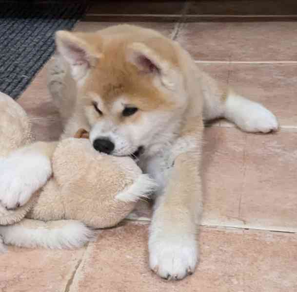 Štěňata  Akita Inu s PP  odběr ihned - foto 7