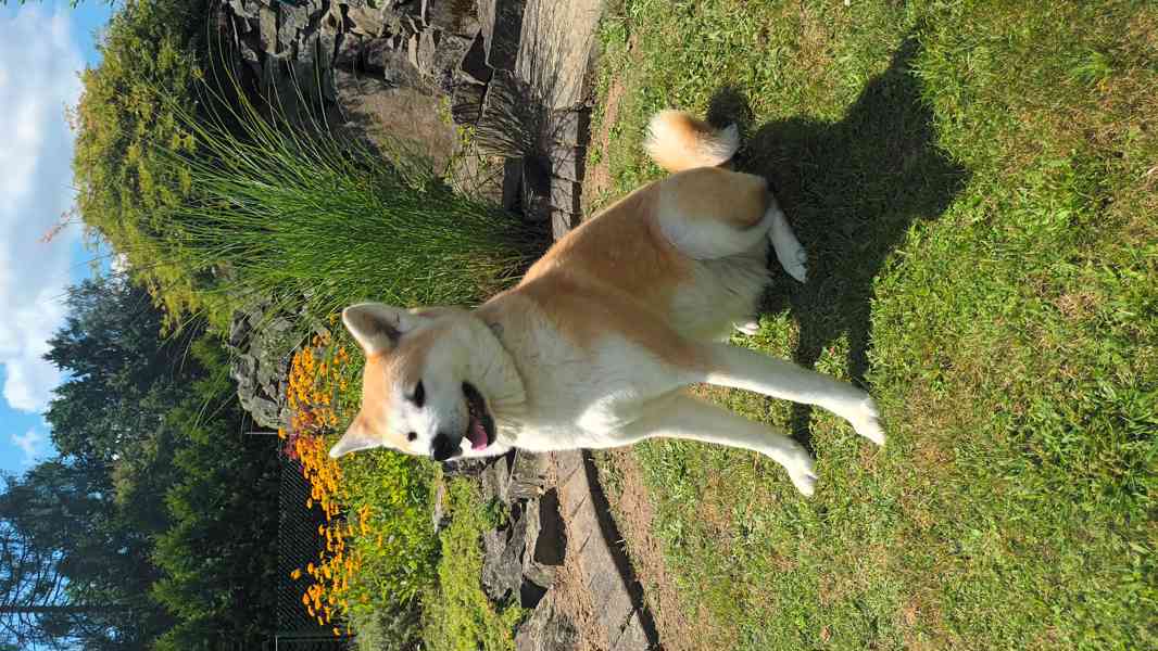 Štěňata  Akita Inu s PP  odběr bude prosinec - foto 4