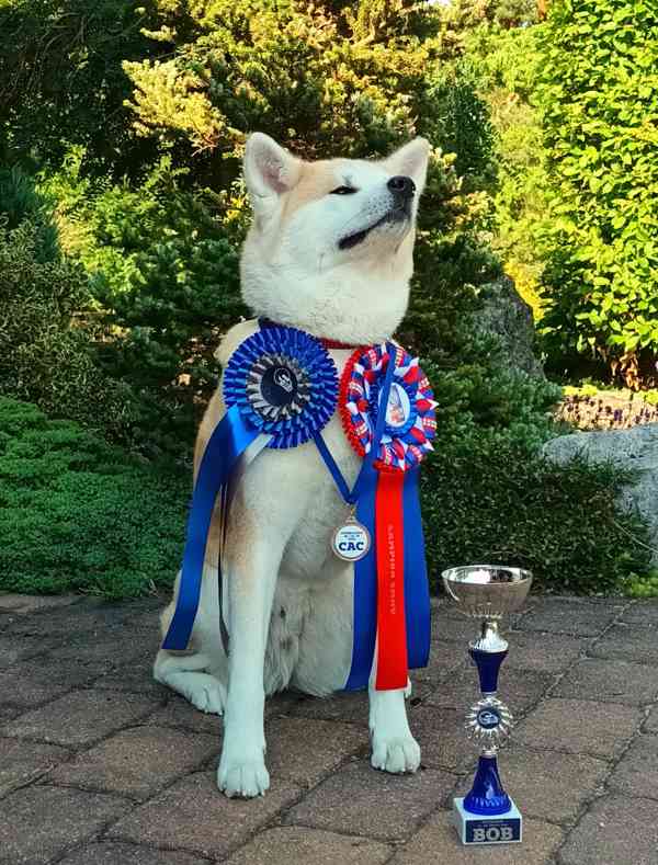 Štěňata  Akita Inu s PP  odběr bude prosinec - foto 7