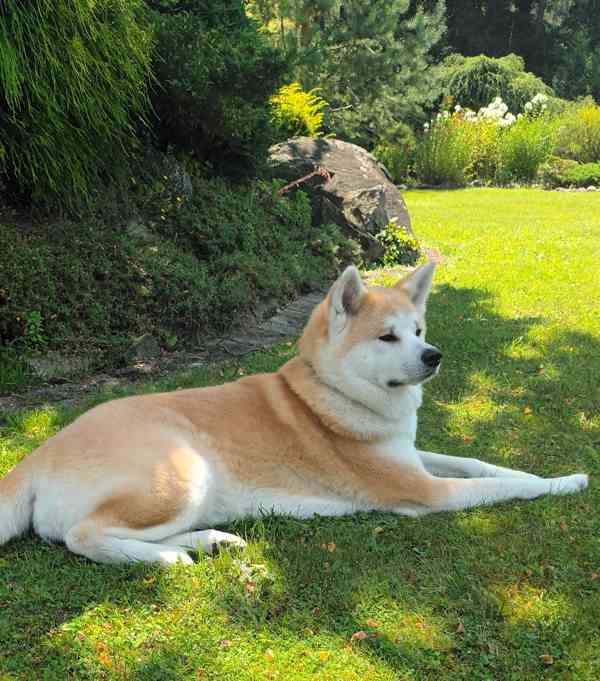 Štěňata  Akita Inu s PP  odběr bude prosinec - foto 3