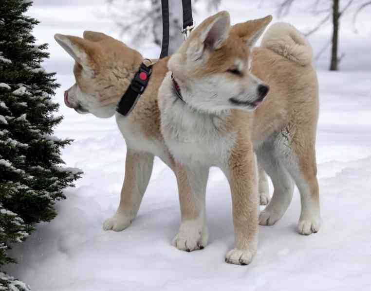 Štěňata  Akita Inu s PP  odběr ihned - foto 6