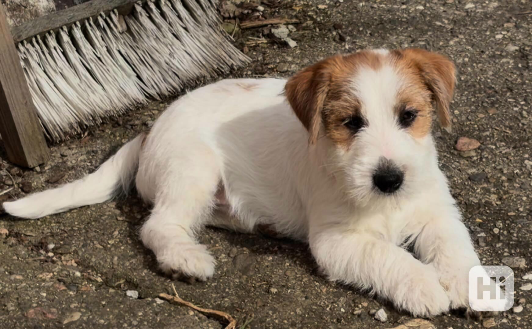 Jack Russell teriér s PP, štěně - foto 1