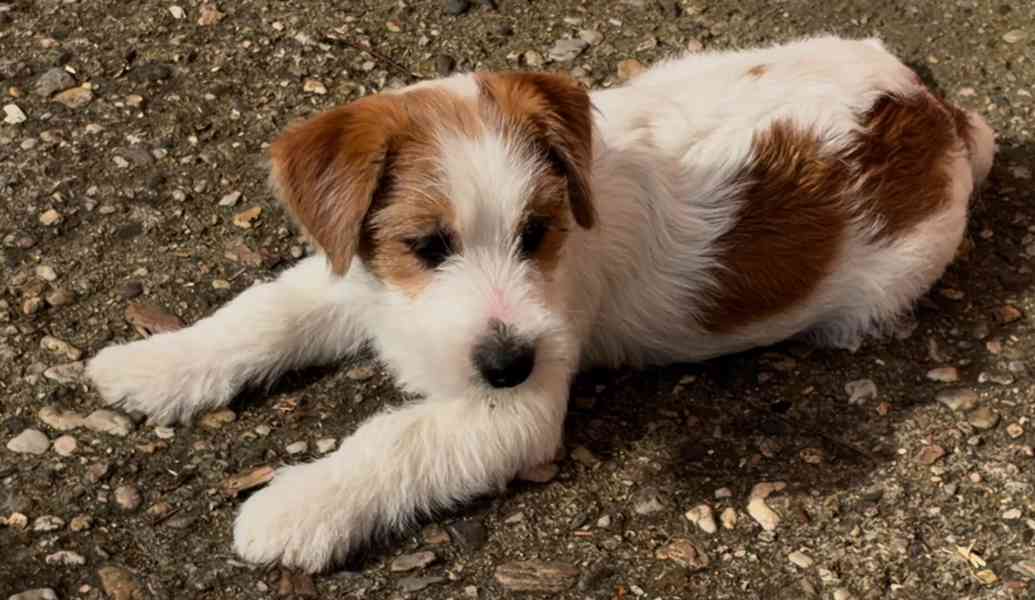 Jack Russell teriér s PP, štěně - foto 2