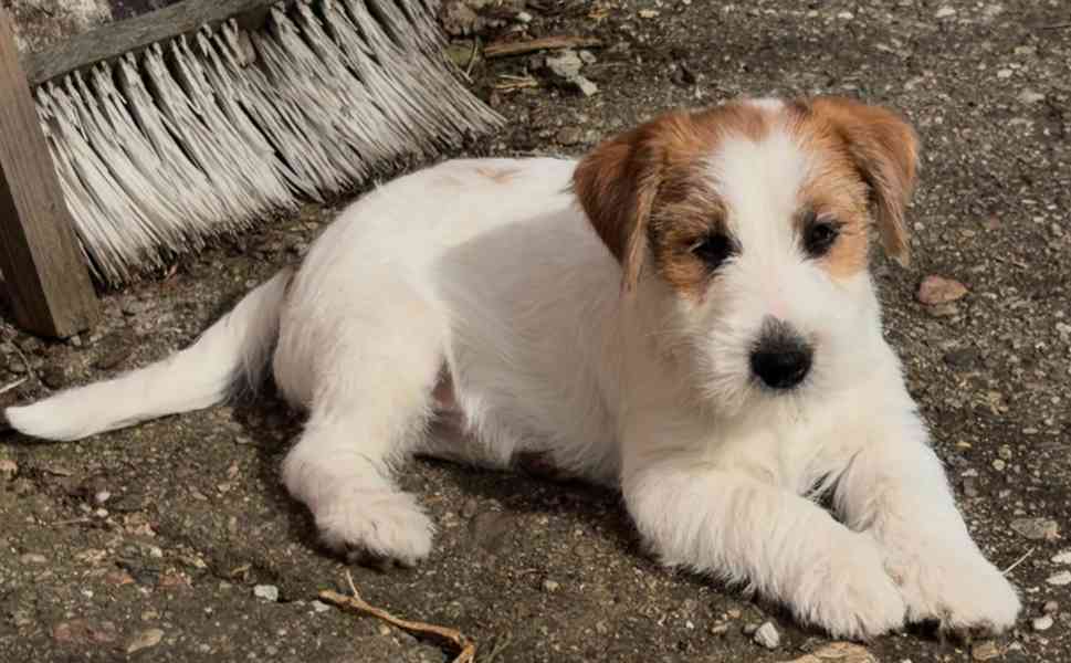 Jack Russell teriér s PP, štěně