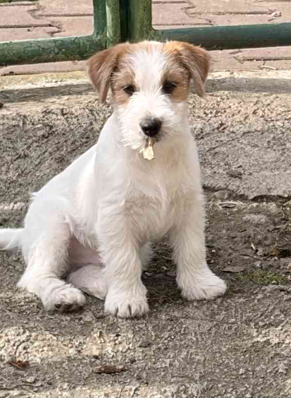 Jack Russell teriér s PP, štěně - foto 3