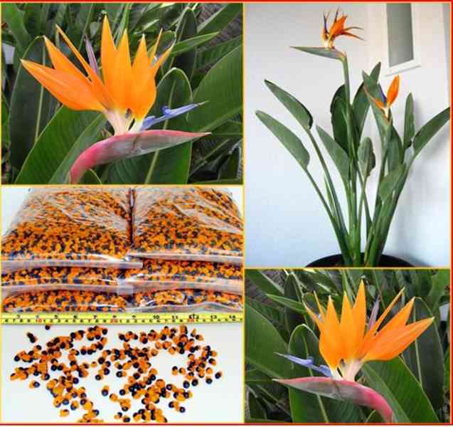 SAZENICE STRELITZIA REGINAE