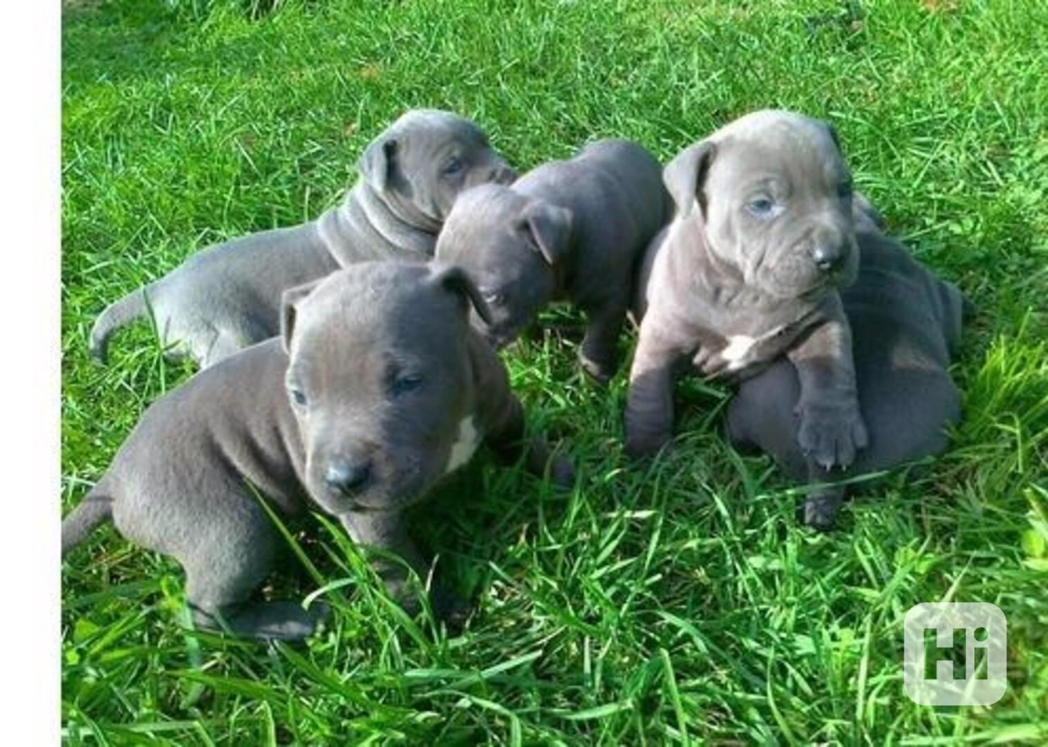 Registrovaná štěňata pitbula k adopci - foto 1