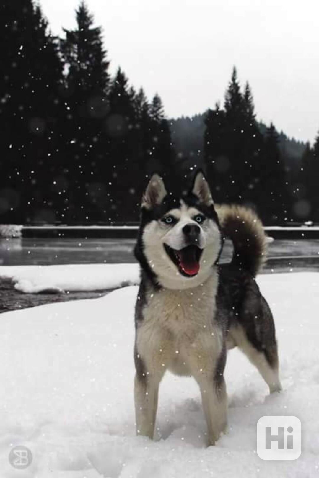 Sibiřský Husky ke krytí  - foto 1