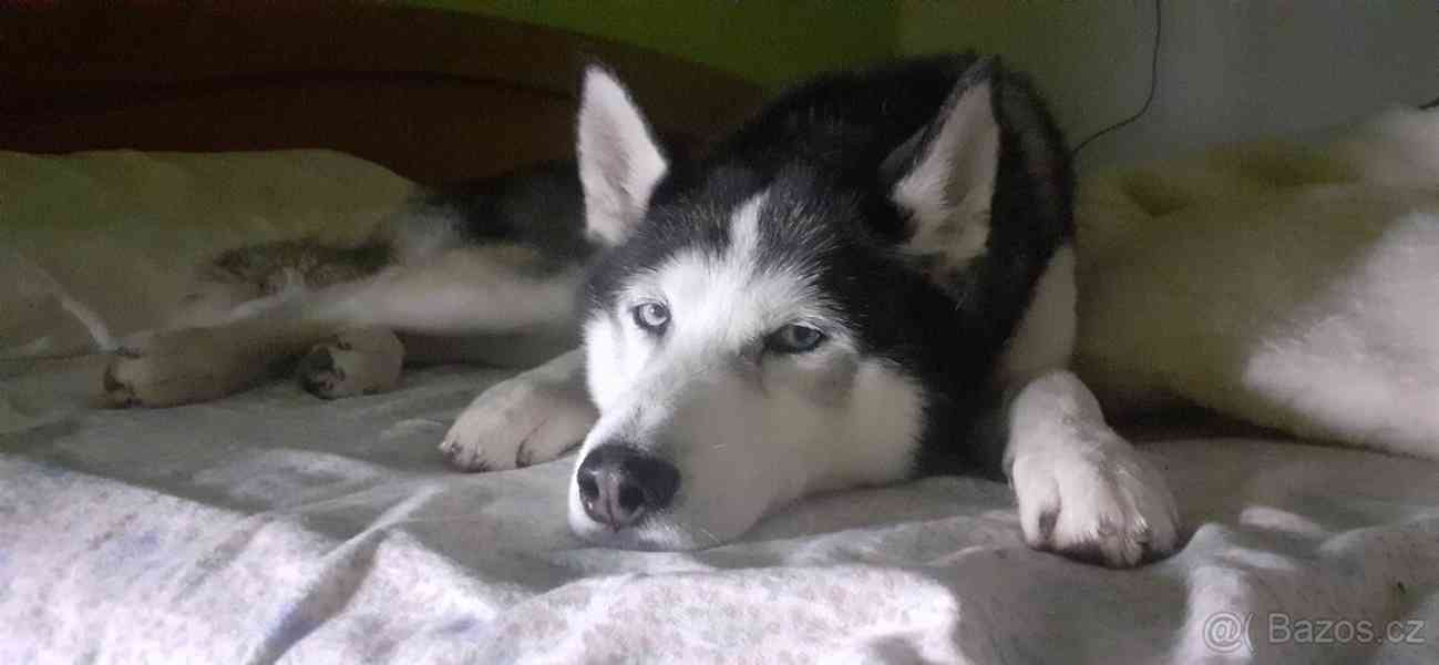 Sibiřský Husky ke krytí  - foto 4