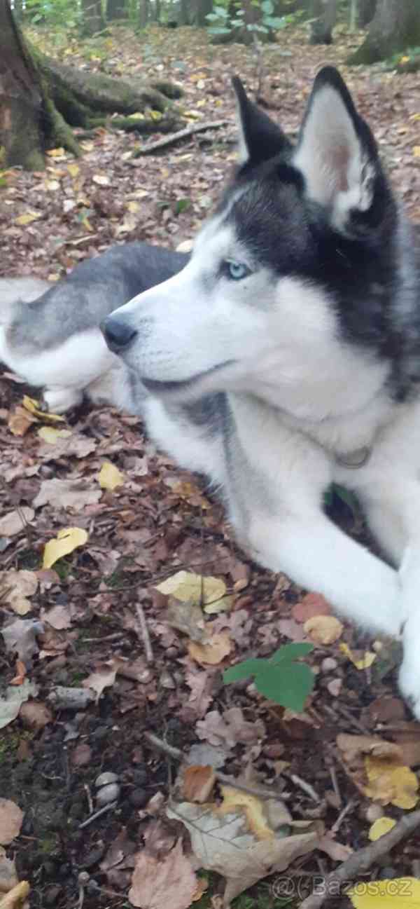 Sibiřský Husky ke krytí  - foto 3
