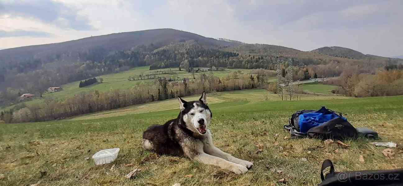 Sibiřský Husky ke krytí  - foto 2