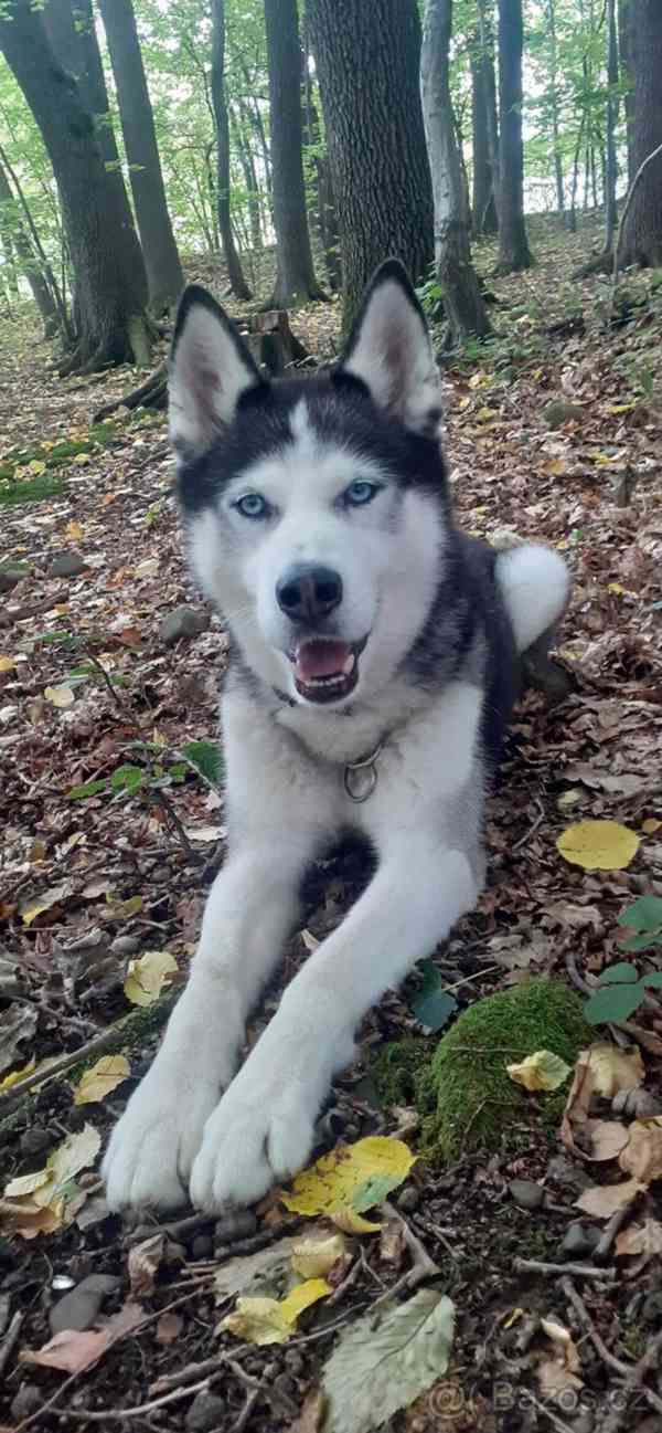 Sibiřský Husky ke krytí  - foto 5