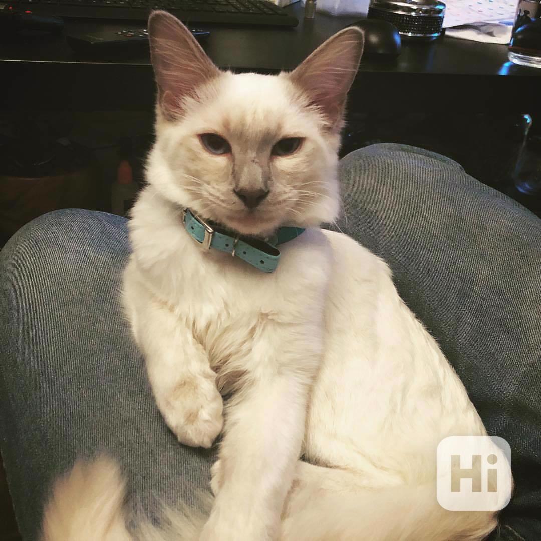 Tato krásná siamská koťata  - foto 1