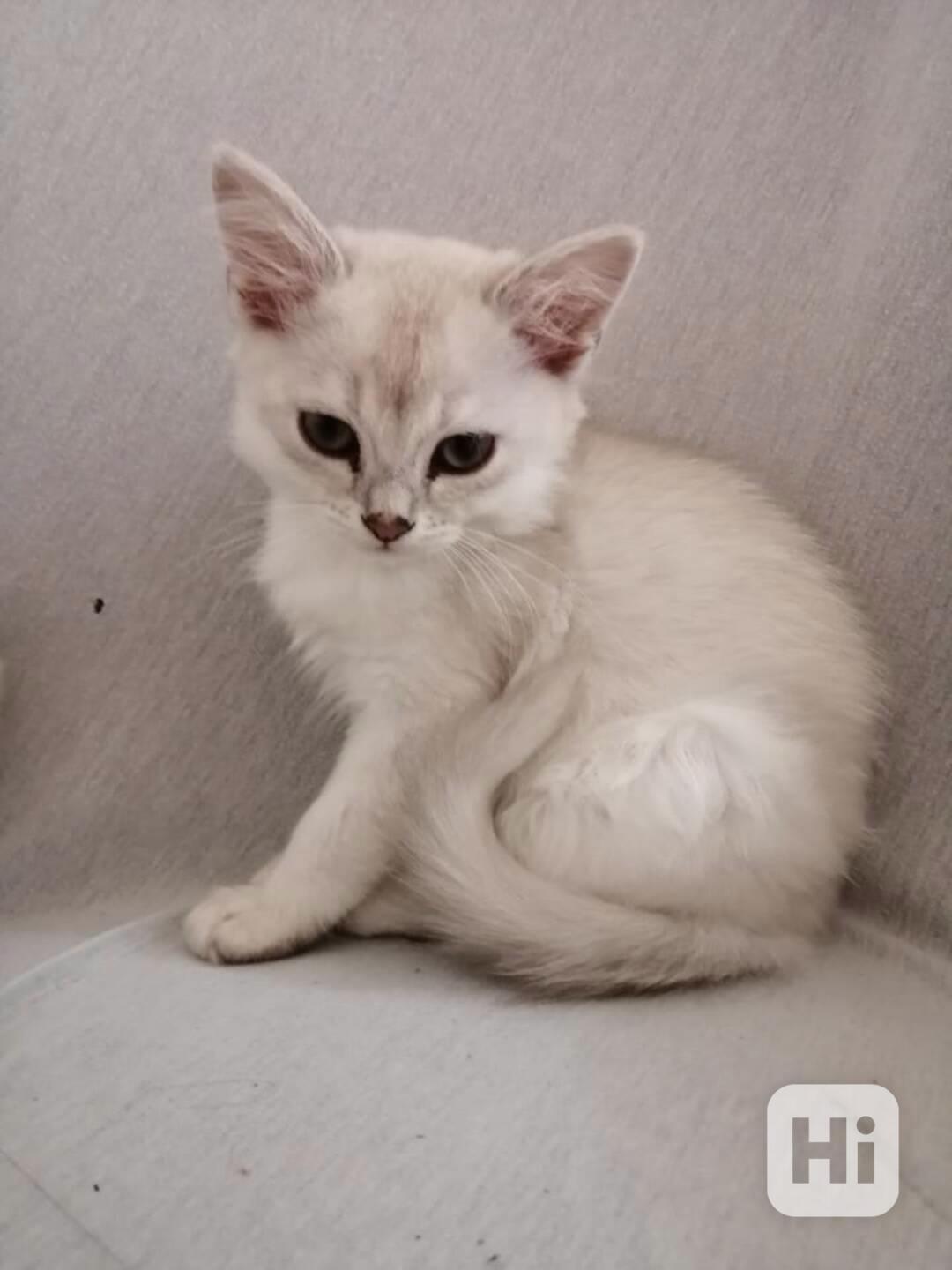 Koťata Burmilla - foto 1