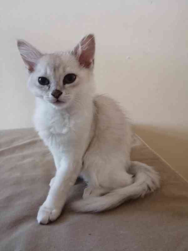 Koťata Burmilla - foto 2