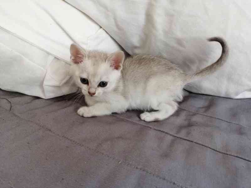 Koťata Burmilla - foto 3