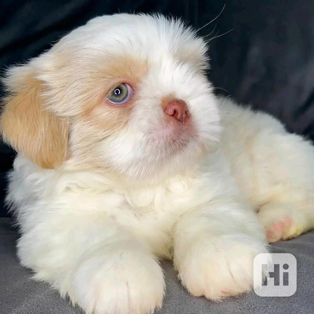 Krásný, vynikající Shih Tzu - foto 1