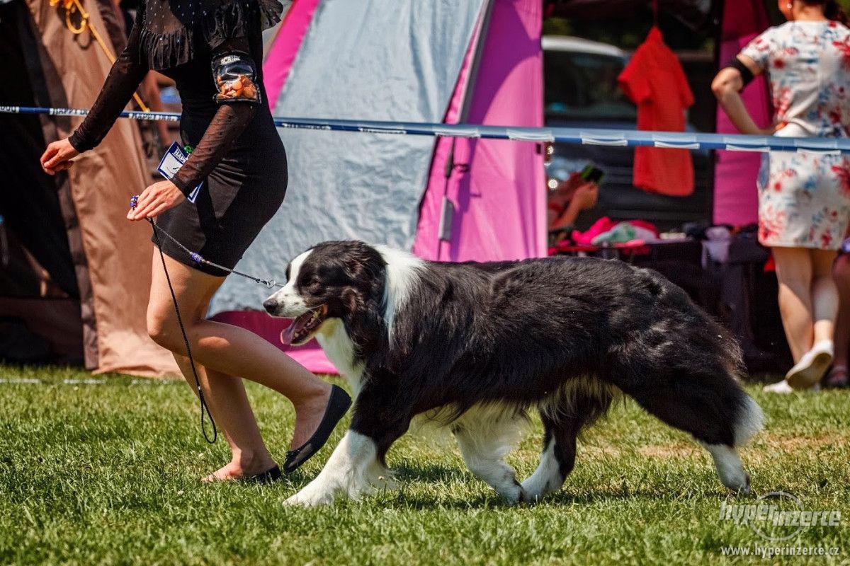 Border kolie - krytí - foto 1