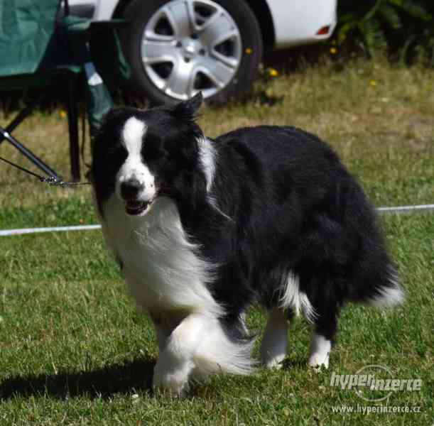 Border kolie - krytí - foto 2