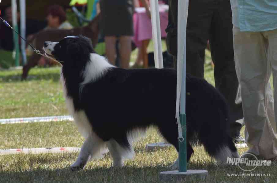 Border kolie - krytí - foto 3