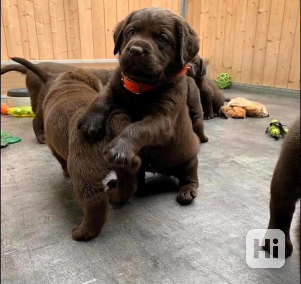 Labrador, štenata, cerná, hnedá, DK - foto 1