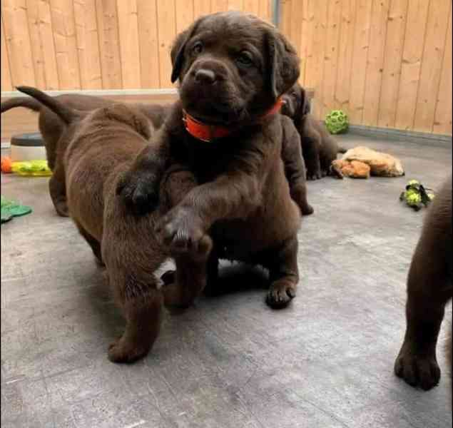 Labrador, štenata, cerná, hnedá, DK - foto 1