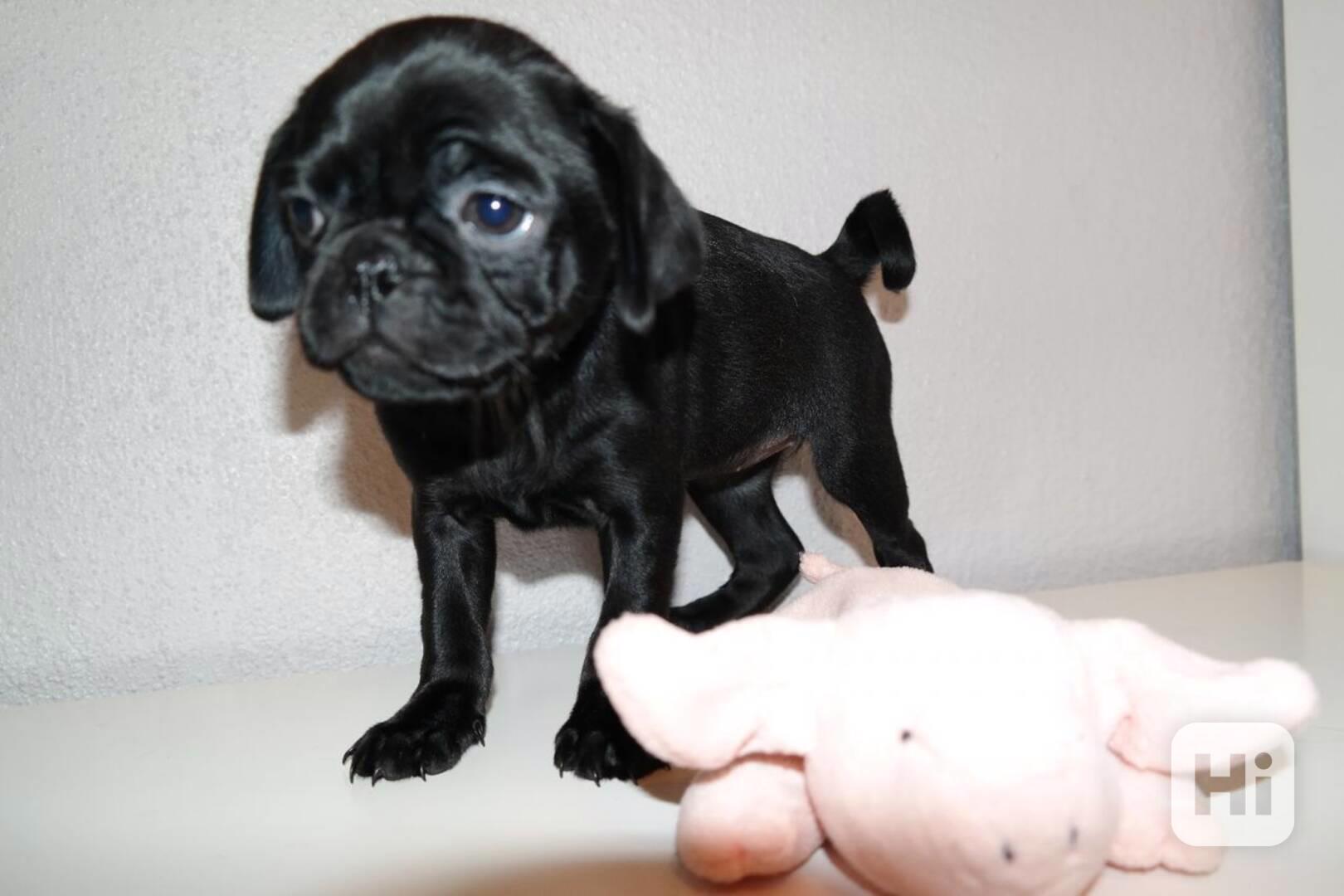 Hnědá a černá štěňata mopse k adopci. - foto 1