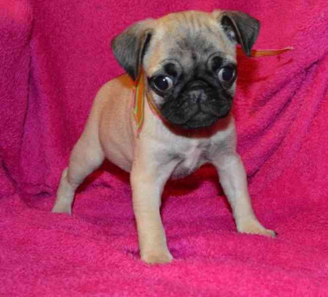 Hnědá a černá štěňata mopse k adopci. - foto 2