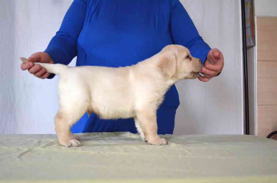 Labradorský retrívr - štěňata s PP - foto 3