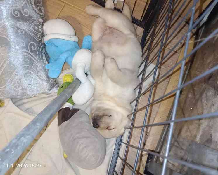 Labradorský retrívr - štěňata s PP - foto 7