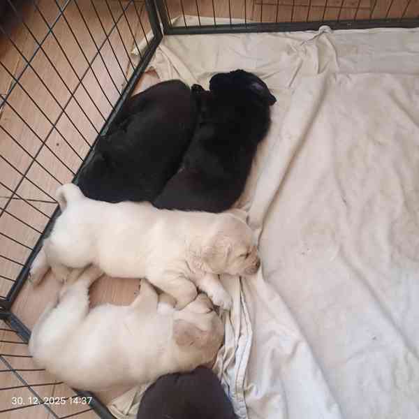 Labradorský retrívr - štěňata s PP - foto 5