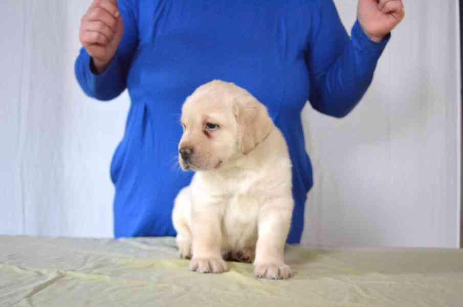 Labradorský retrívr - štěňata s PP - foto 2