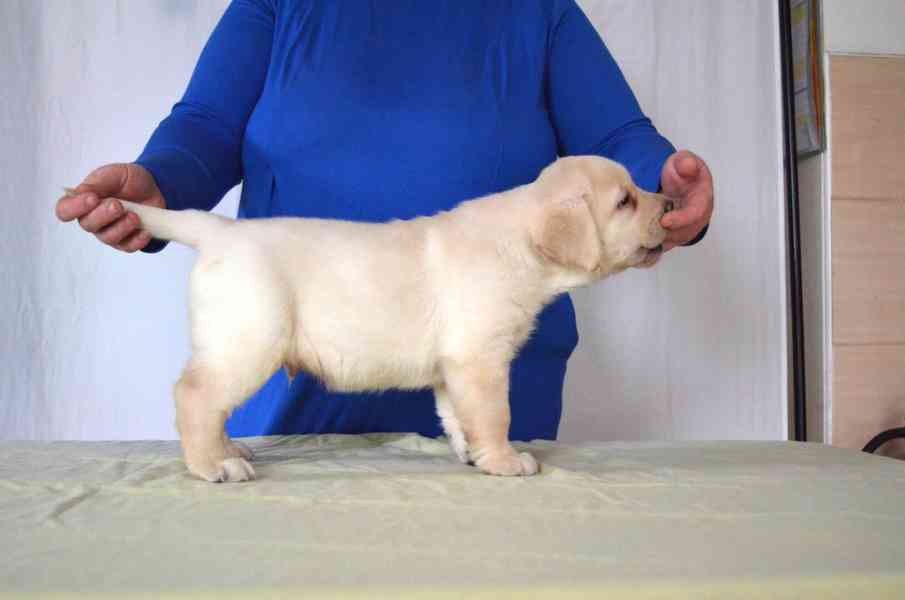 Labradorský retrívr - štěňata s PP - foto 4