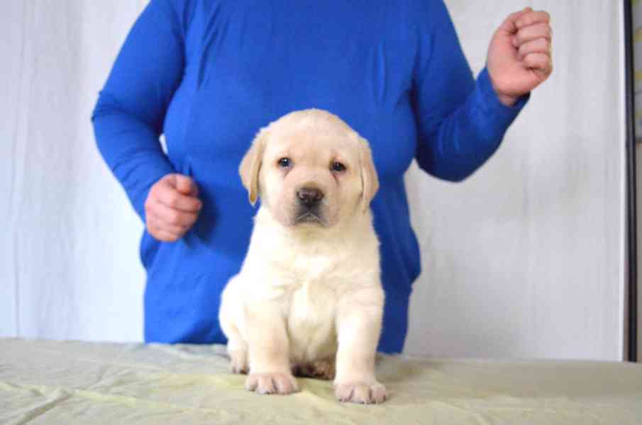 Labradorský retrívr - štěňata s PP - foto 1