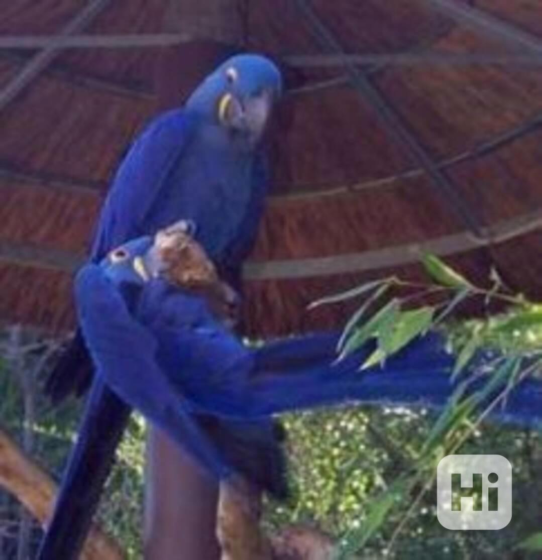 Hyacintový ara s DNA pohlavím - foto 1