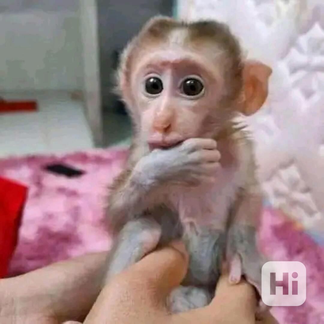  Kapucín hledá nový domov  - foto 1