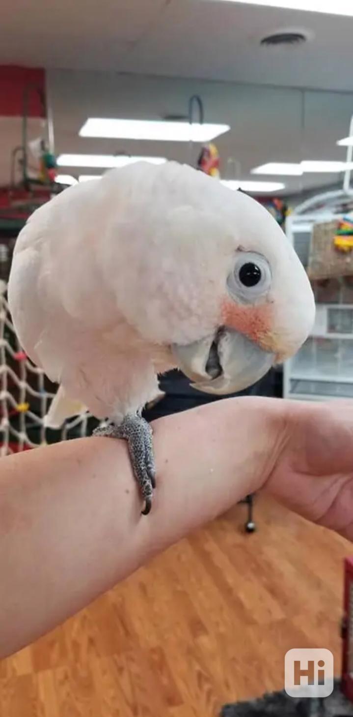 Prodám samečka kakadu - foto 1