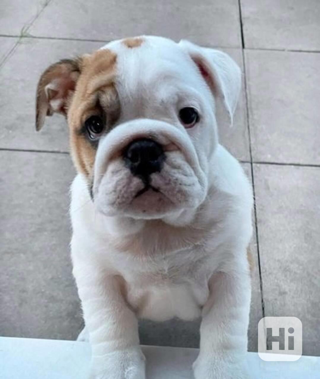 štěňata anglického buldoka - foto 1