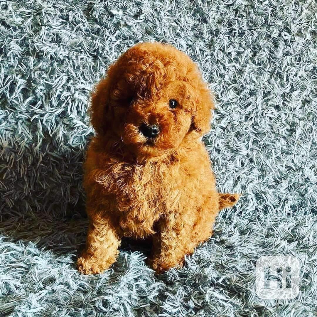 Tato štěňata pudlů světové úrovně – - foto 1