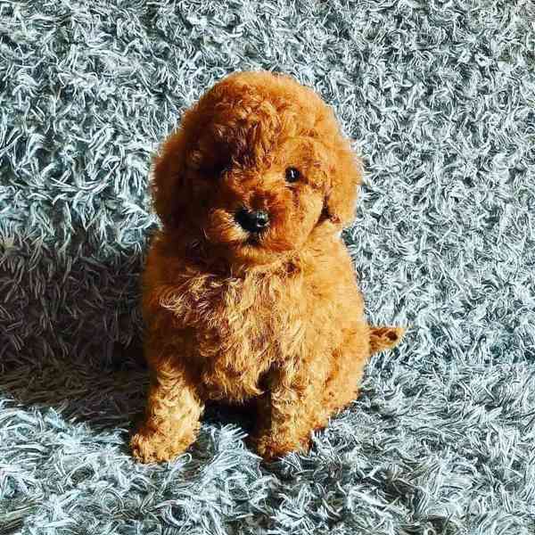 Tato štěňata pudlů světové úrovně – - foto 1