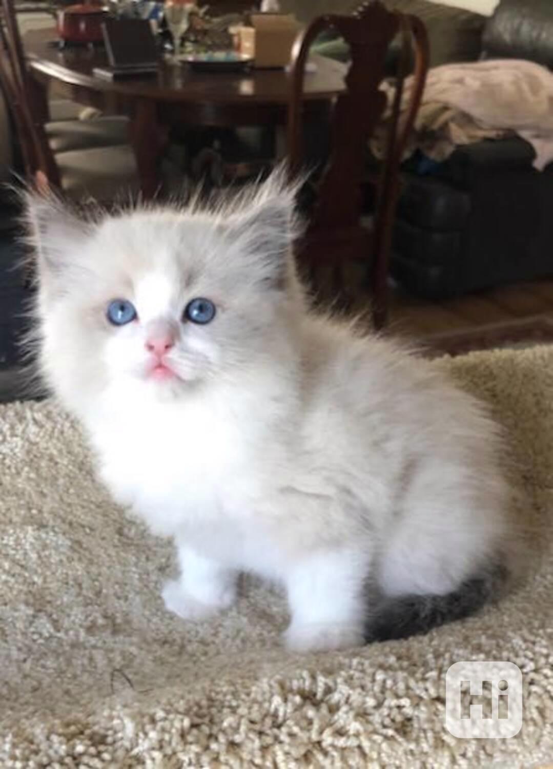 Rozkošná koťátka plemene RAGDOLL - foto 1