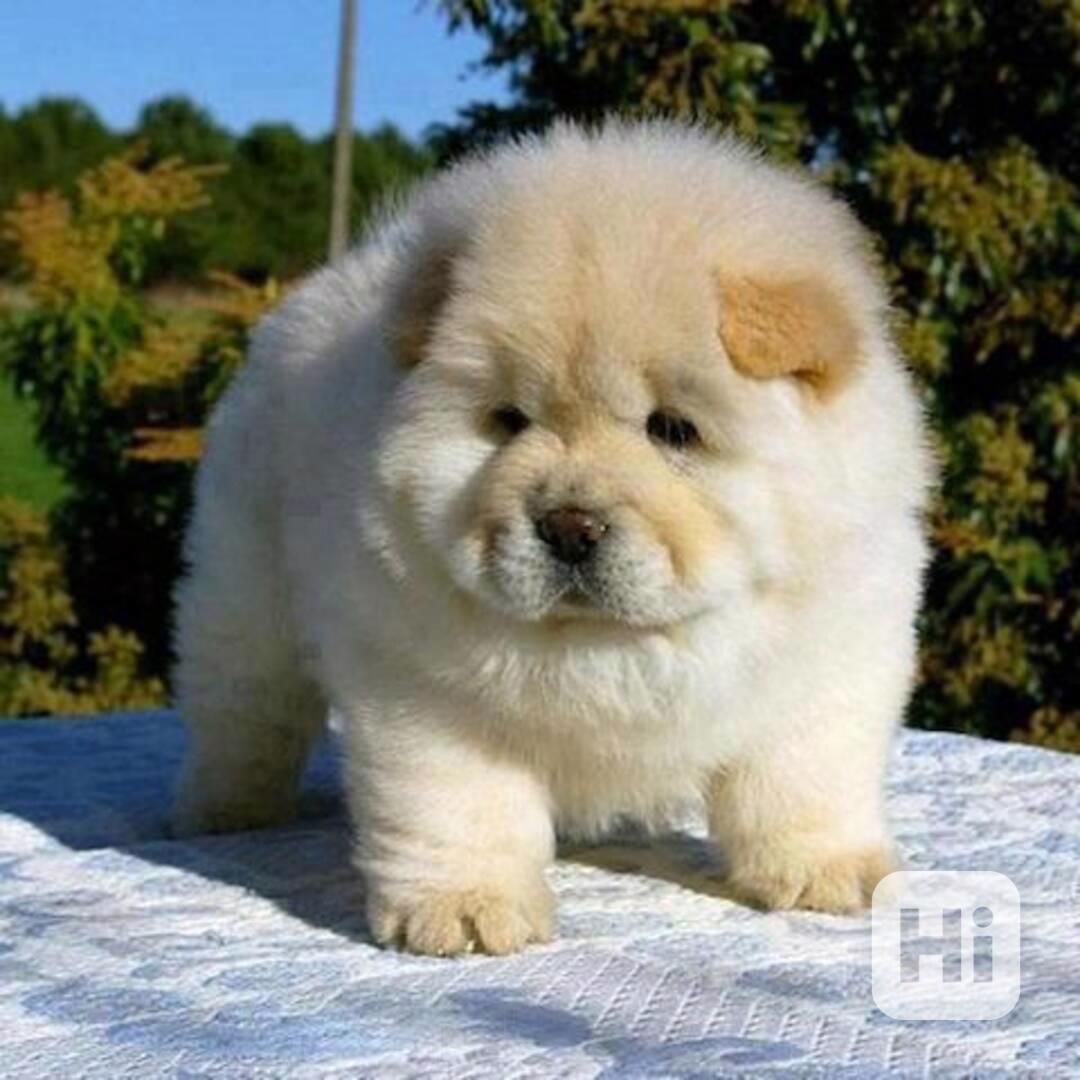 štěňata Chow Chow s pp - foto 1
