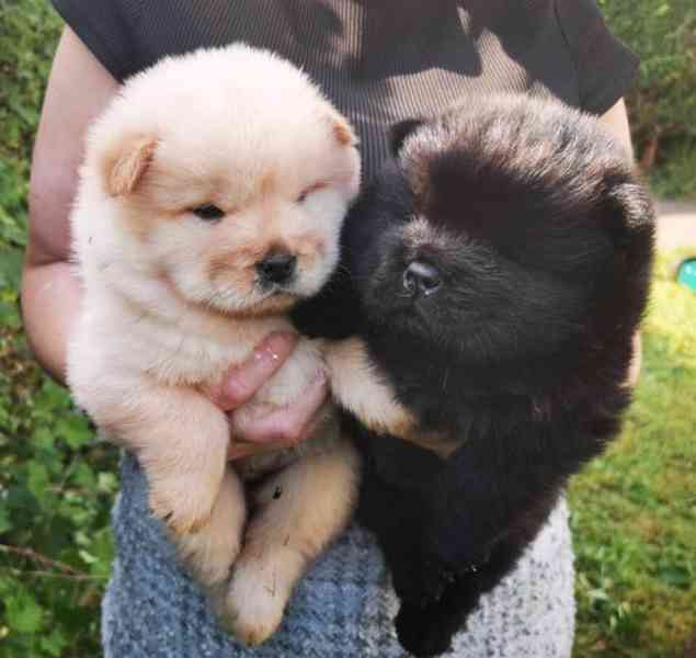 štěňata Chow Chow s pp - foto 2
