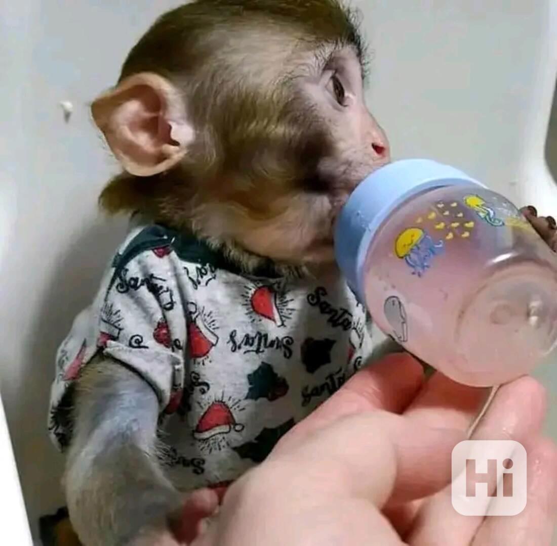 Hezká mláďata kapucínských opice  - foto 1