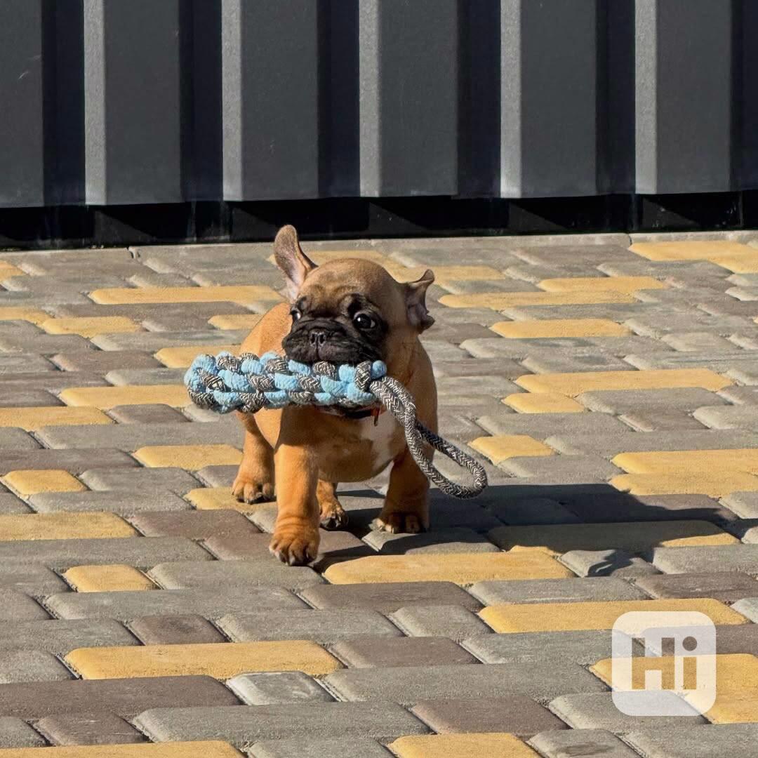 Francouzští buldoci ~ Světle plavá fena ~ Registrováno v AKC - foto 1
