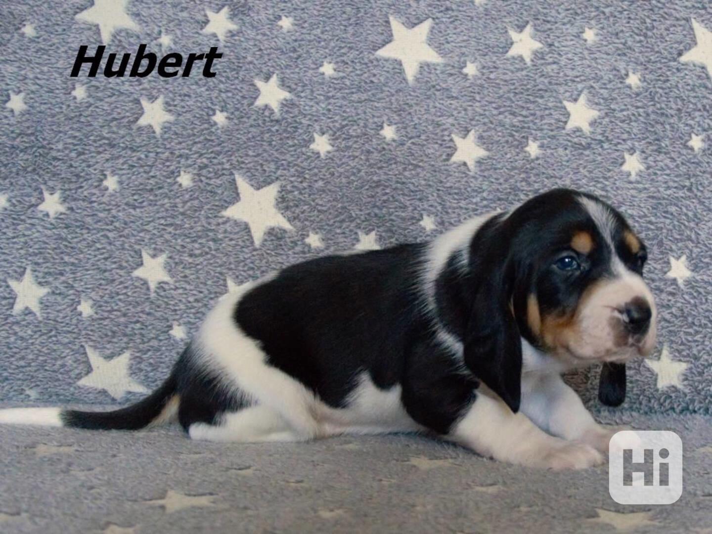 Bernský honič - štěňata - foto 1