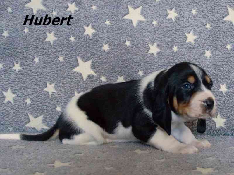 Bernský honič - štěňata - foto 1