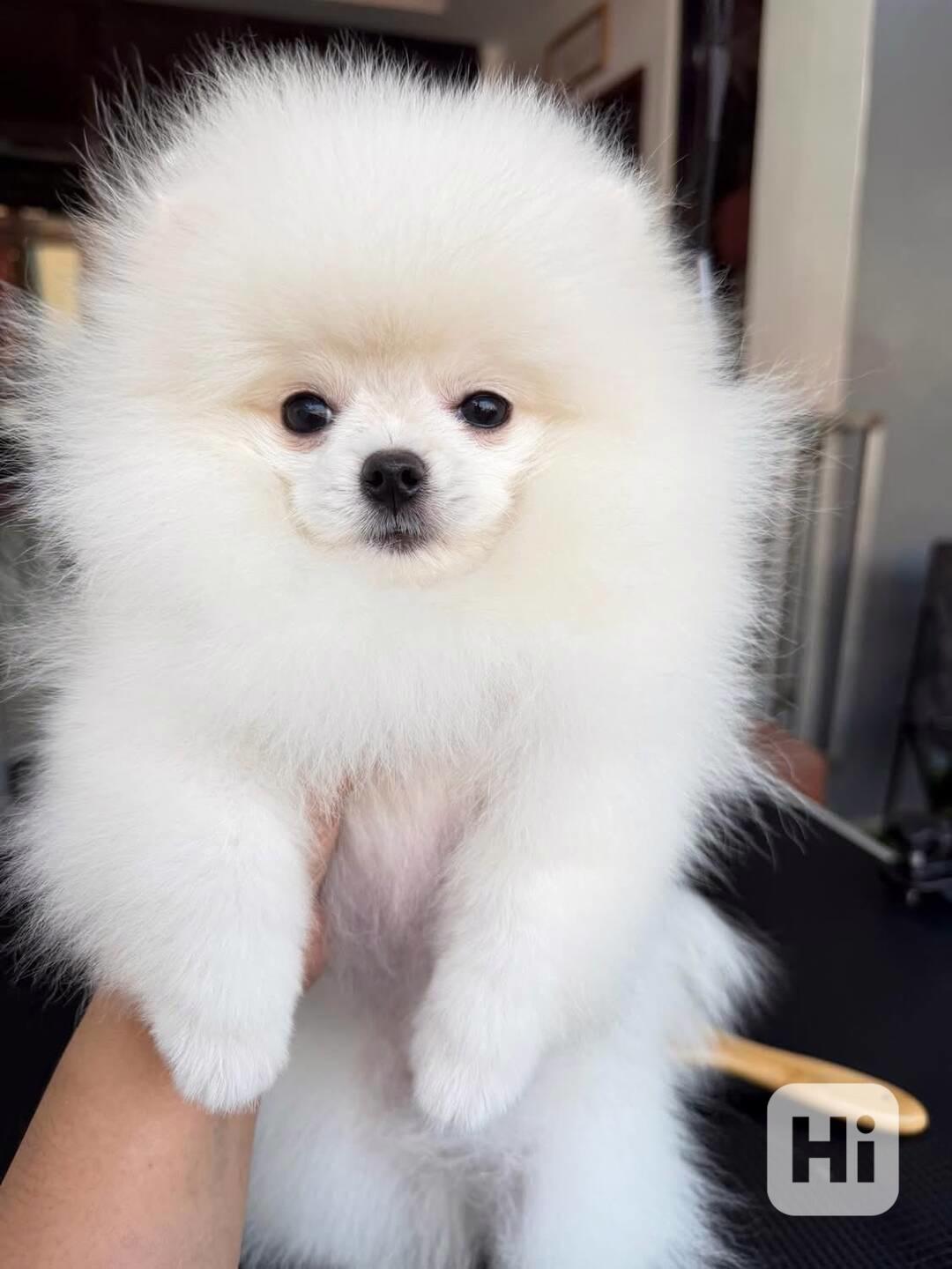 Máme k dispozici štěňata pomeraniana - foto 1